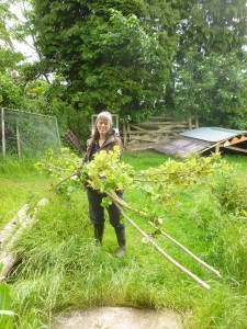 Gathering hazel