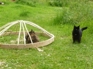 Custard and Mr B like the look of this cat-sized tent....