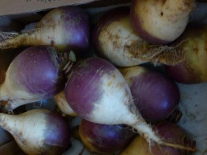 Raw material - Riverford Farm swede