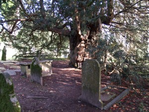 Dartington-Yew