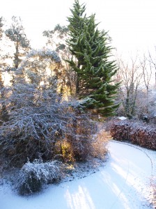 Snowy Midwinter Sunrise