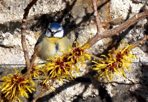 Blue tit in witch hazel at Week