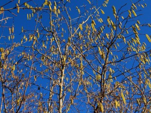 Hazel catkins